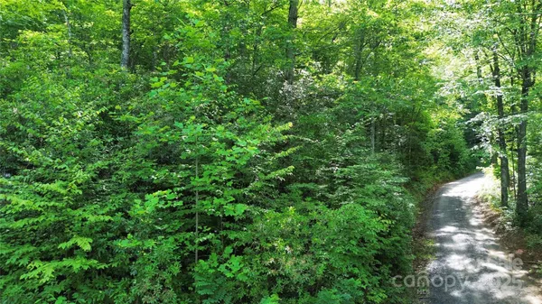 a view of a lush green forest