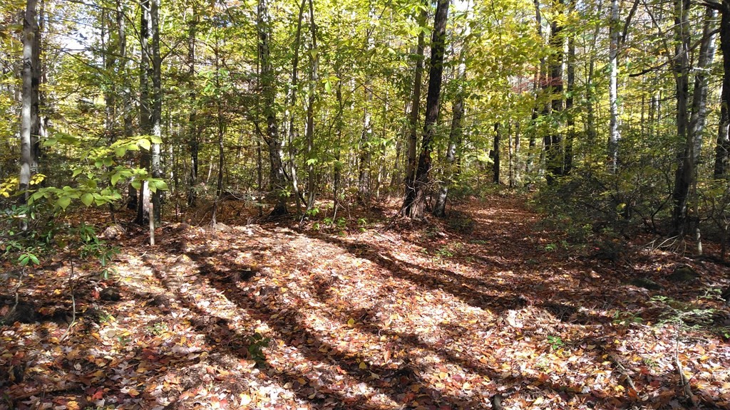 335 Hartland Road Tolland, MA 01034 - Photo 3 of 11 a view of a forest with trees in the background