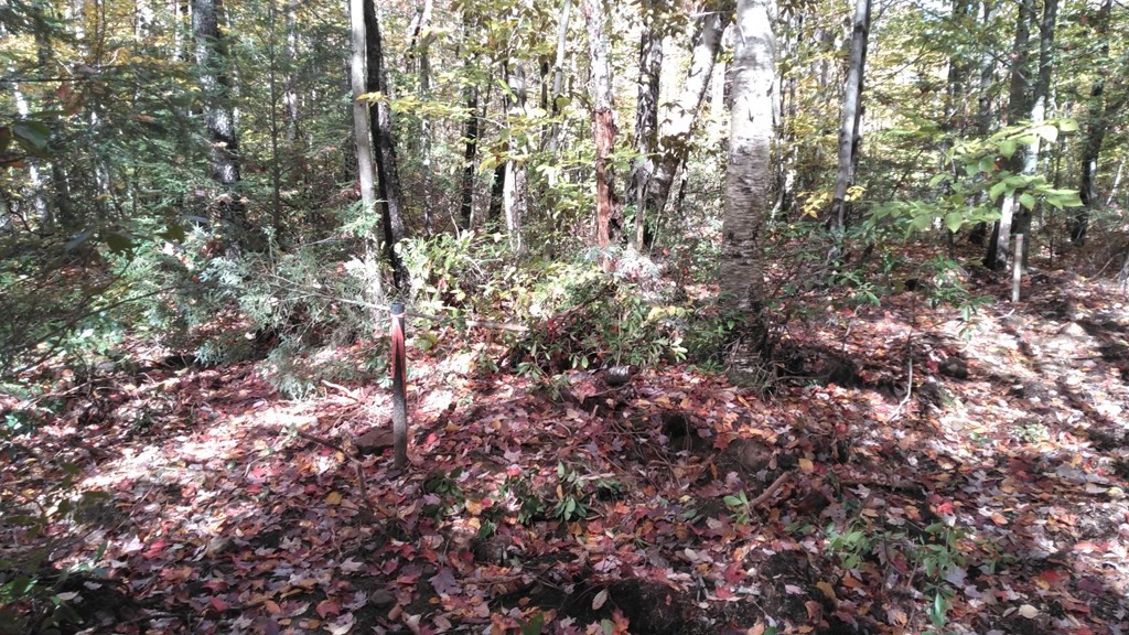 335 Hartland Road Tolland, MA 01034 - Photo 6 of 11 a view of a trees