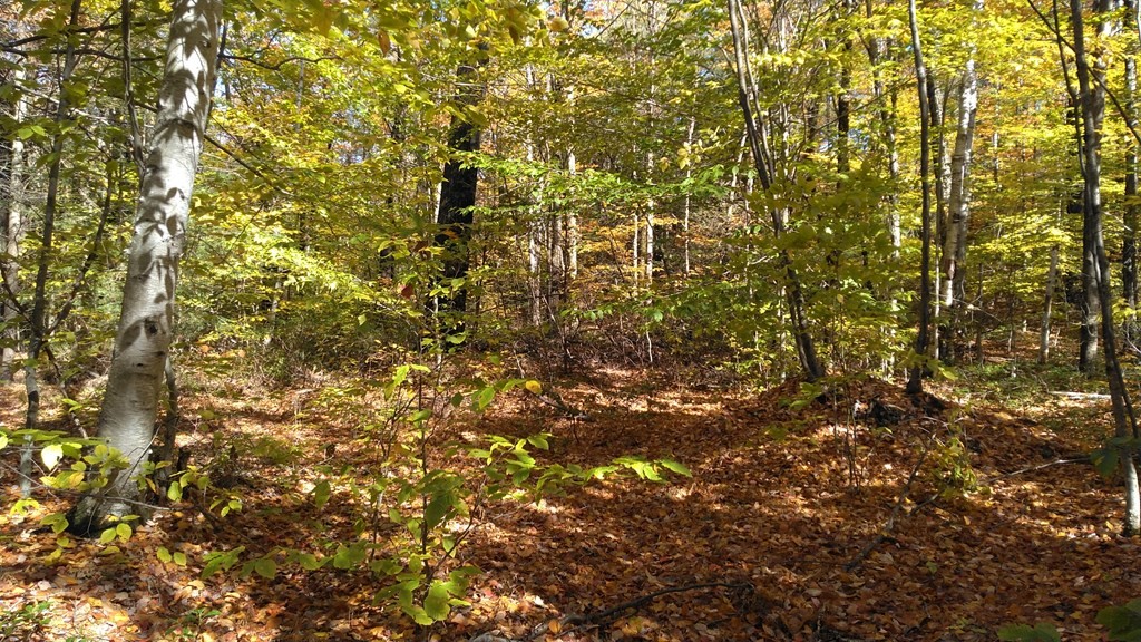 335 Hartland Road Tolland, MA 01034 - Photo 7 of 11 a view of a tree