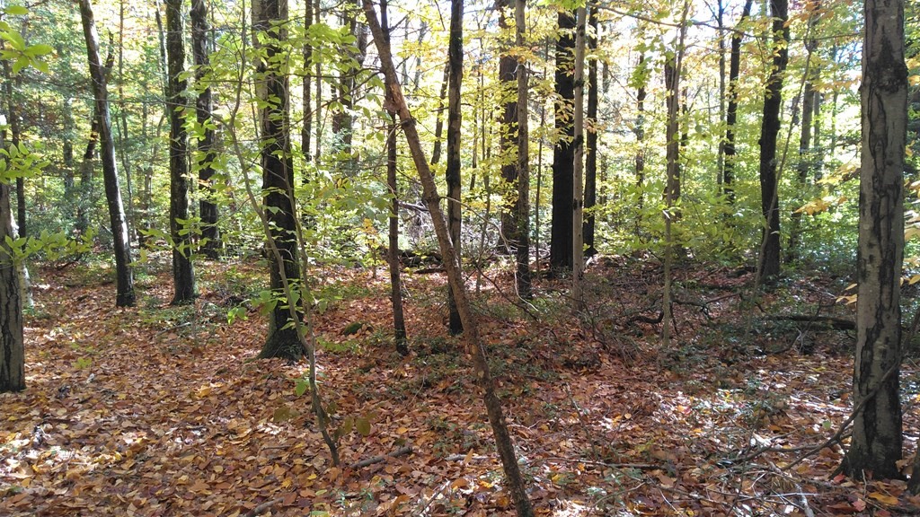 335 Hartland Road Tolland, MA 01034 - Photo 8 of 11 a view of a forest that has large trees