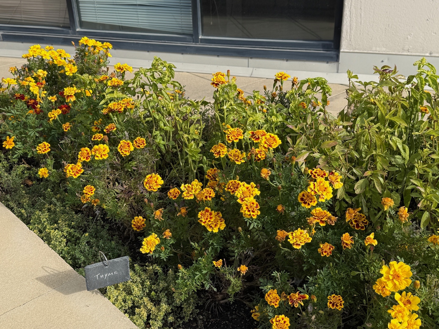 3930 North Pine Grove Avenue, Unit 1109 Chicago, IL 60613 - Photo 19 of 24 a view of a tree