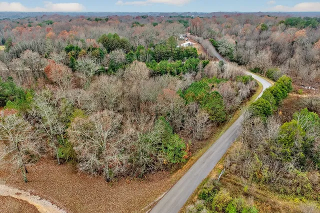 a view of a yard with plants and large trees