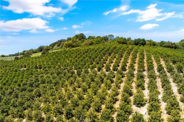 a view of a bunch of trees and bushes
