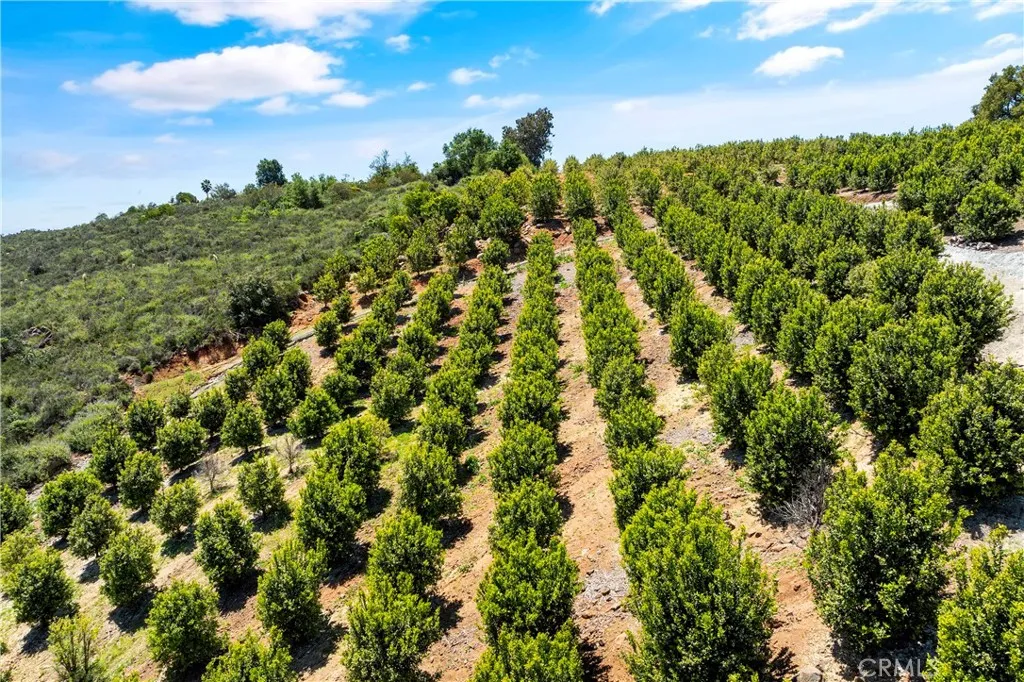 27 Vía Escalon Temecula, CA 92592 - Photo 9 of 17 a view of a bunch of trees