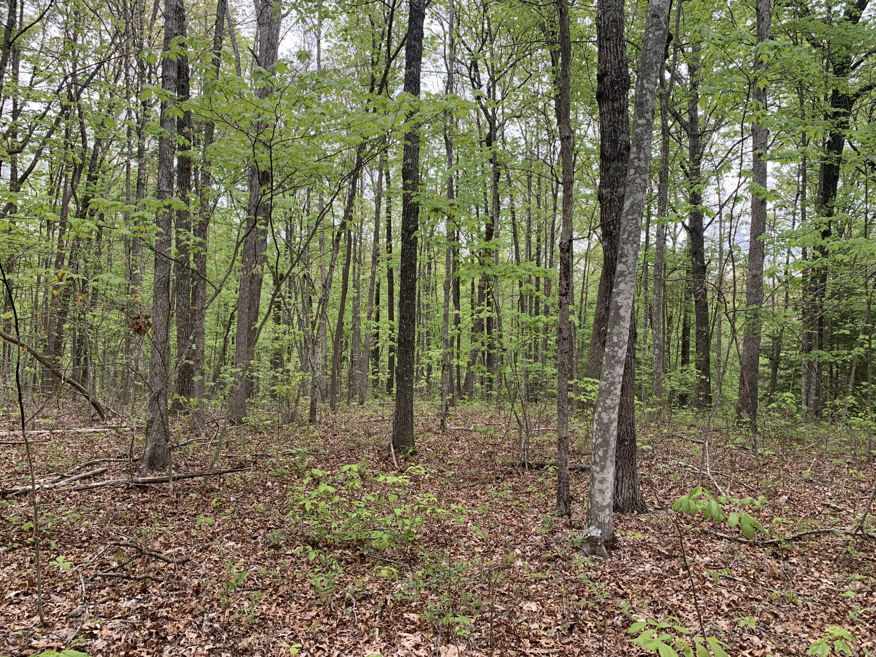 Ridgepoint Road Jamestown, TN 38556 - Photo 2 of 6 85880E81-F6B2-4988-B8EF-F0D557065ABD