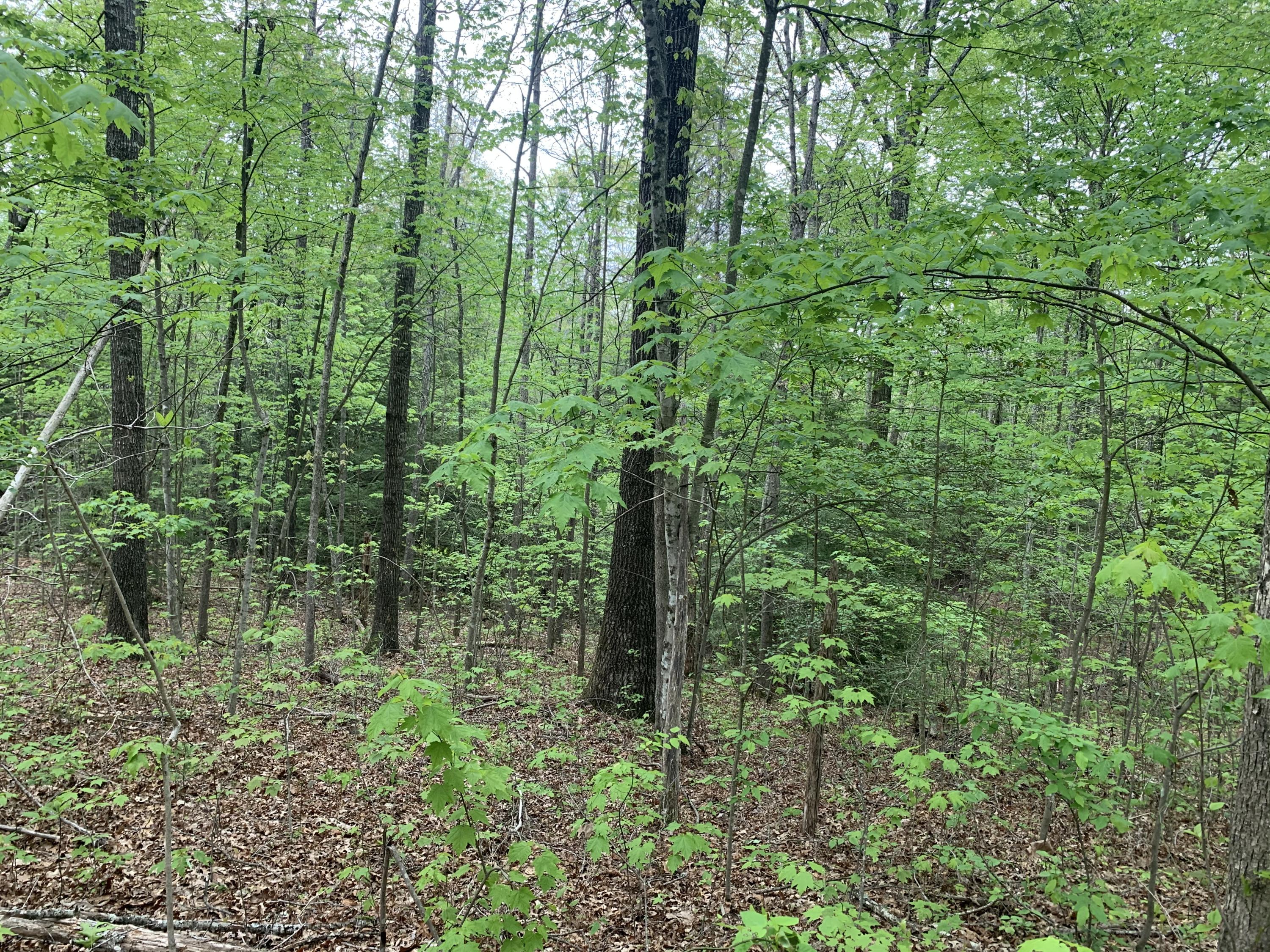 Ridgepoint Road Jamestown, TN 38556 - Photo 4 of 6 2B015219-703C-40D5-920B-6DD17C8BFA14