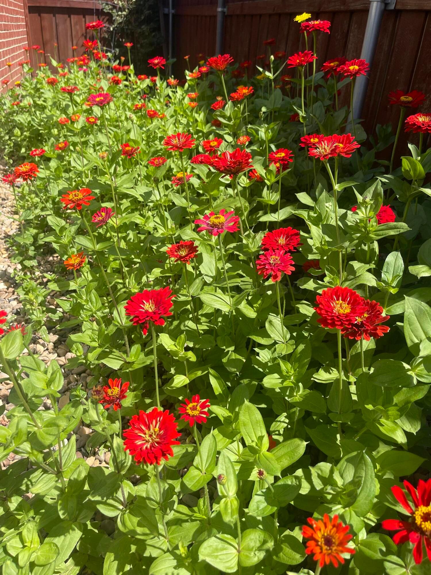 3500 Moss Lane Amarillo, TX 79109 - Photo 75 of 76 IMG_6439