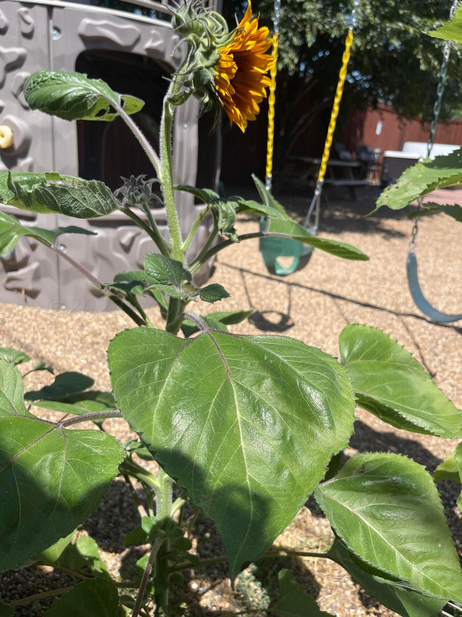 3500 Moss Lane Amarillo, TX 79109 - Photo 76 of 76 IMG_6446