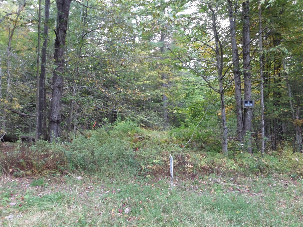 A Damon Pond Road Chesterfield, MA 01012 - Photo 4 of 6 a view of a forest with trees in the background