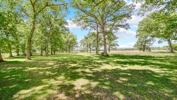 a view of a trees with a big yard