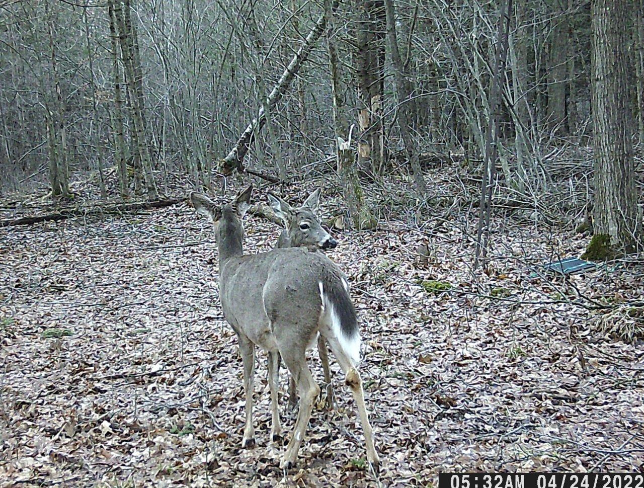 Off Walnut Road Kennan, WI 54537 - Photo 19 of 24 Gallery Image 19
