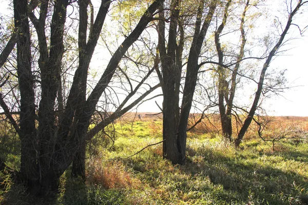 $520,000 | Tbd Tbd 230th Street, Worthington, MN 56187