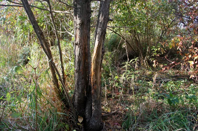 $520,000 | Tbd Tbd 230th Street, Worthington, MN 56187