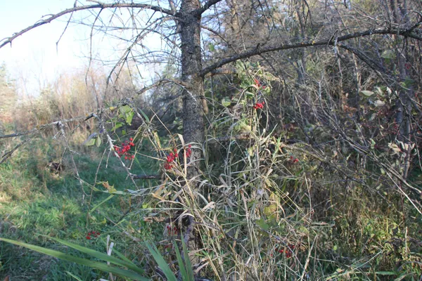 $520,000 | Tbd Tbd 230th Street, Worthington, MN 56187