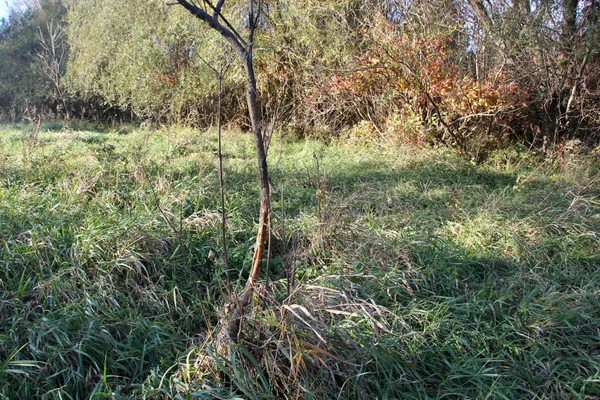 $520,000 | Tbd Tbd 230th Street, Worthington, MN 56187