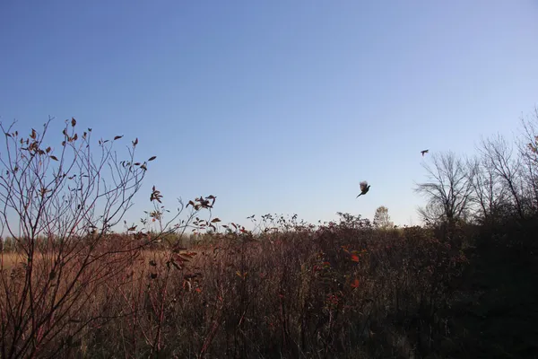 $520,000 | Tbd Tbd 230th Street, Worthington, MN 56187