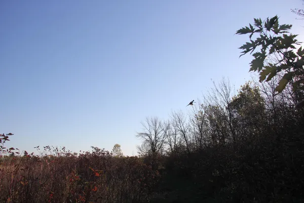 $520,000 | Tbd Tbd 230th Street, Worthington, MN 56187