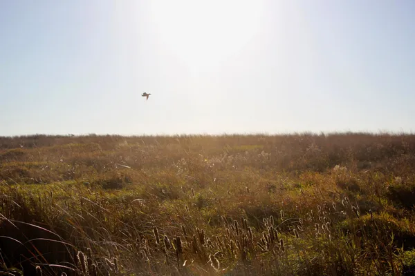 $520,000 | Tbd Tbd 230th Street, Worthington, MN 56187