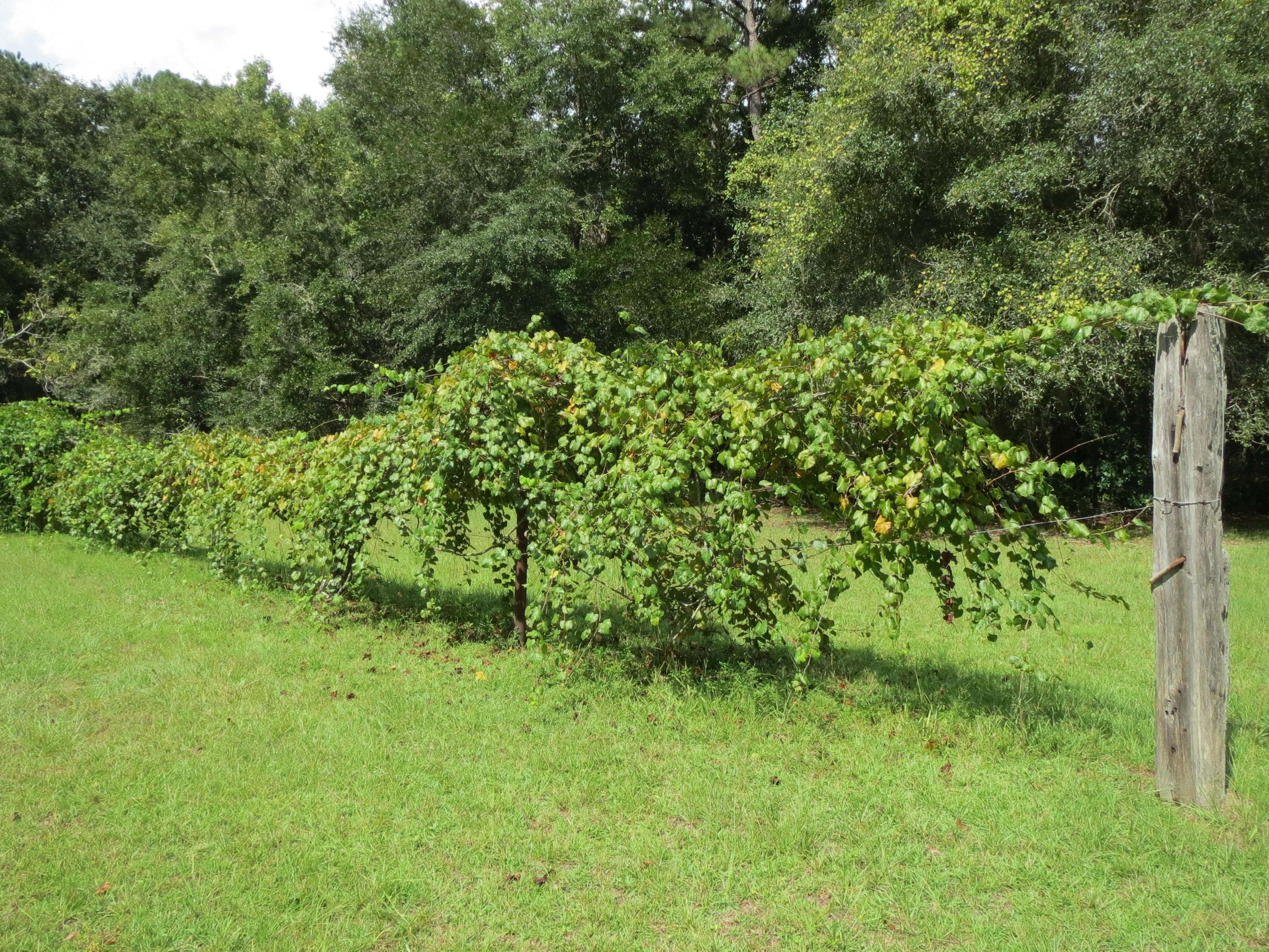 586 Mossy Bend Road Ponce de Leon, FL 32455 - Photo 14 of 17 a view of a garden