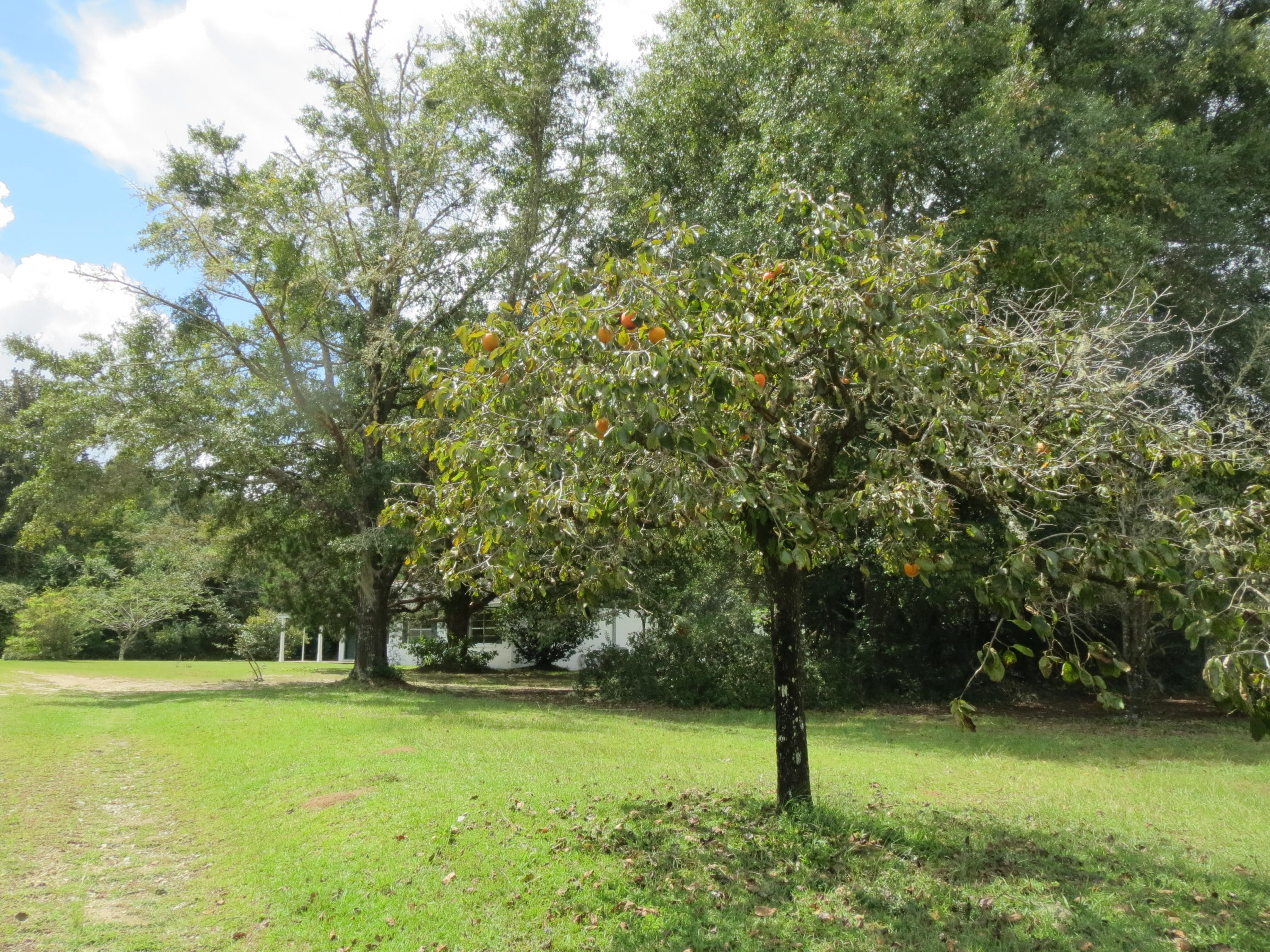 586 Mossy Bend Road Ponce de Leon, FL 32455 - Photo 15 of 17 a fire hydrant in the middle of a field