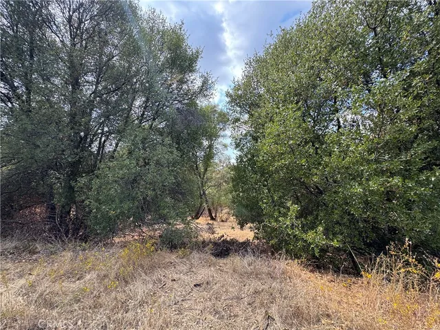 a view of a forest with a tree