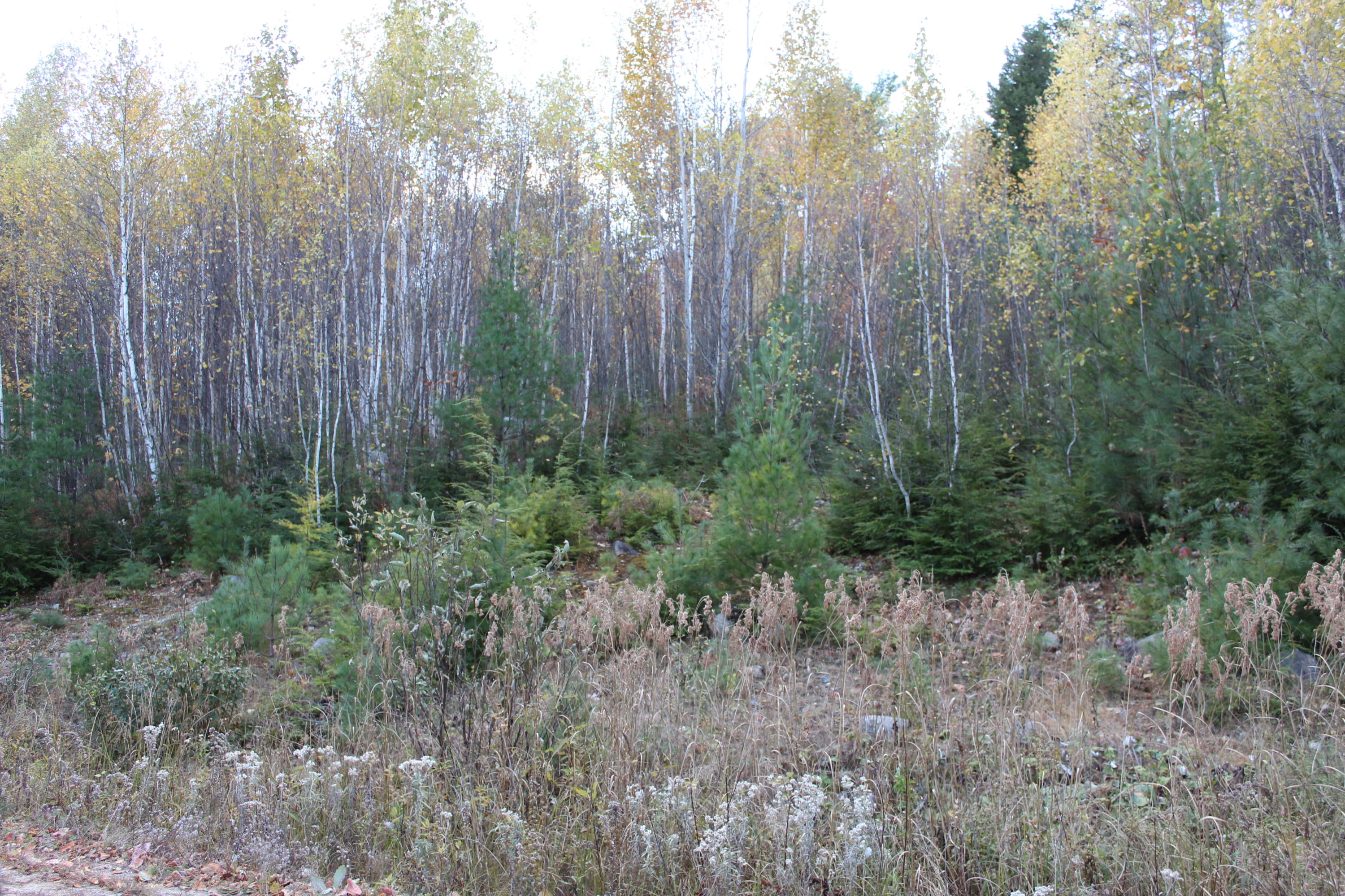 Tbd Ridge Road Bethel, ME 04217 - Photo 7 of 7 IMG_0382