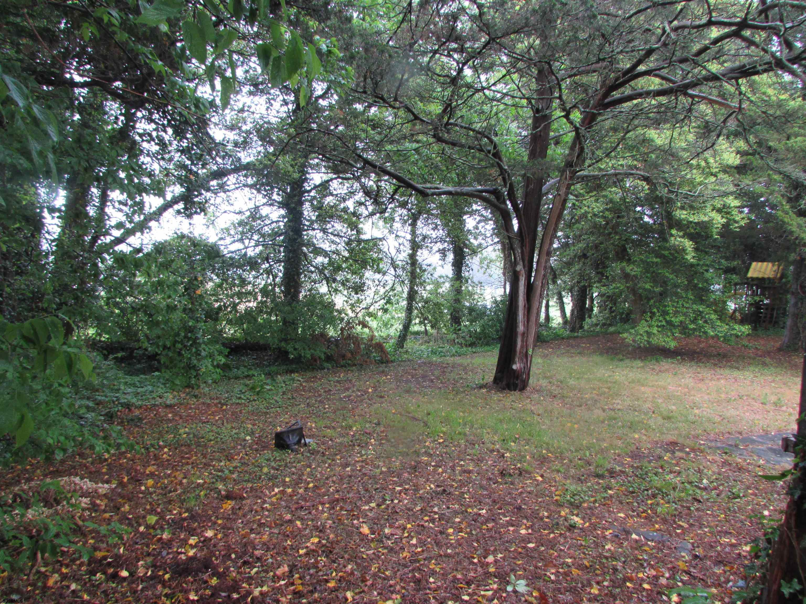 744 Shore Road Linwood, NJ 08221 - Photo 9 of 43 a view of a forest with trees in the background