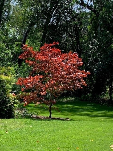 3710 Orchard Lane Sacramento, CA 95821 - Photo 4 of 77