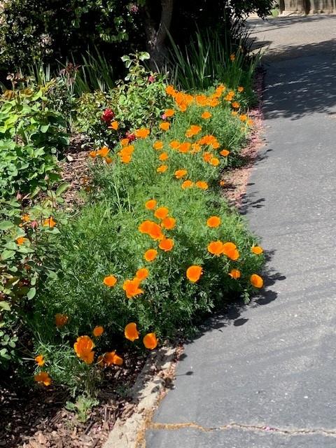 3710 Orchard Lane Sacramento, CA 95821 - Photo 43 of 77