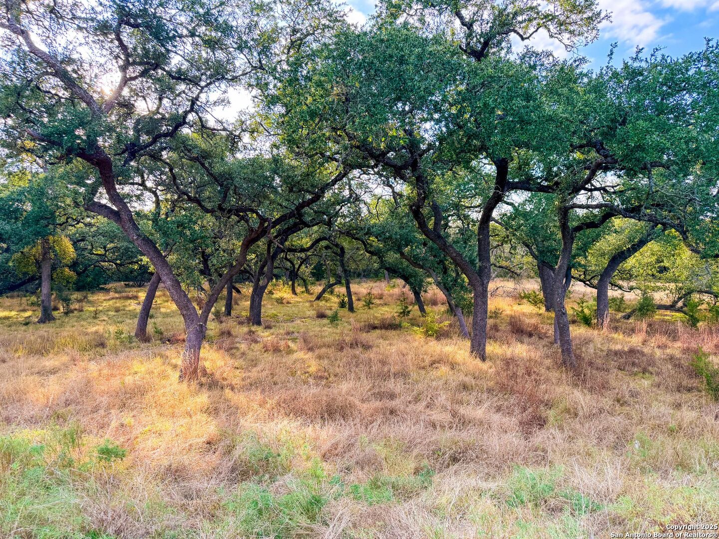 34815 Last Stage Way Bulverde, TX 78163 - Photo 23 of 26 a view of a yard with a tree