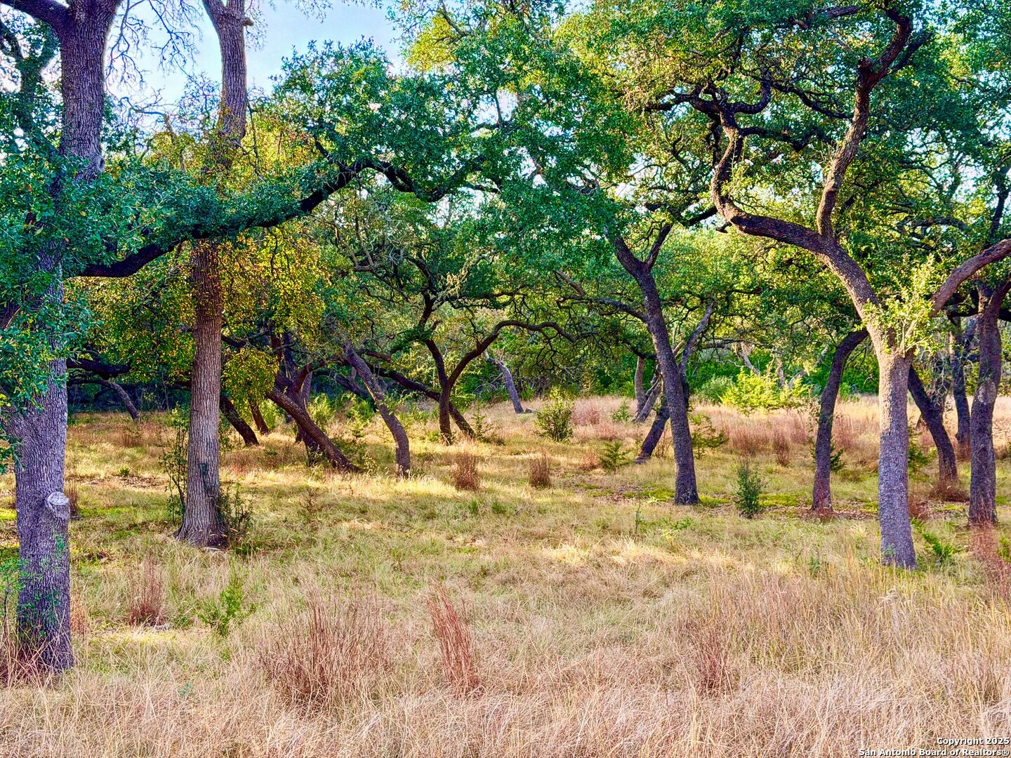 34815 Last Stage Way Bulverde, TX 78163 - Photo 25 of 26 a view of yard with tree
