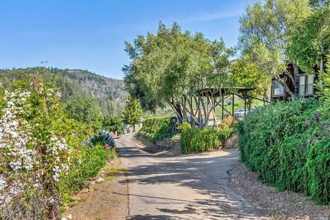 a view of a yard with plants and a large tree