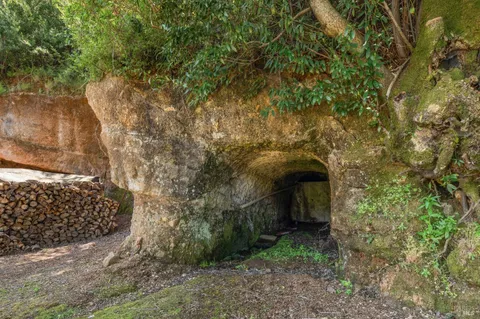 a view of a yard with plants and trees
