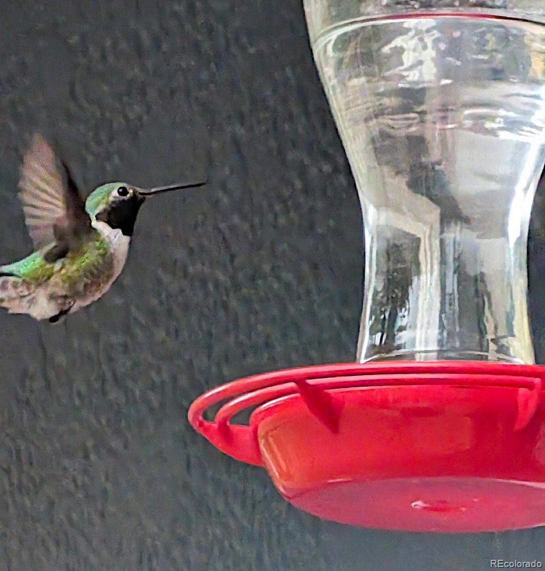 5384 Olde Stage Road Boulder, CO 80302 - Photo 45 of 49