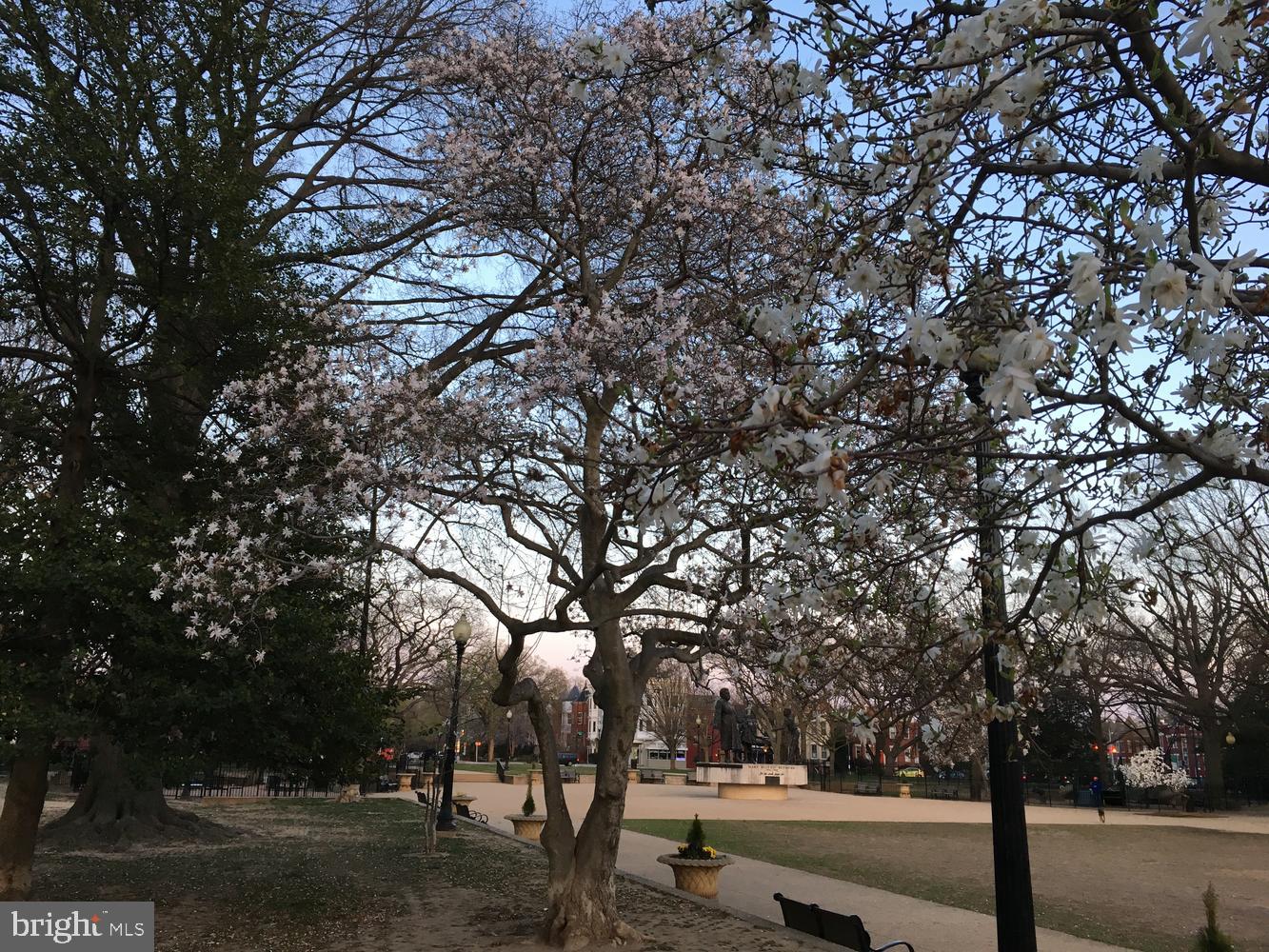 1217 E Street Northeast Washington, DC 20002 - Photo 42 of 46 Lincoln Park a few blocks away , springtime view