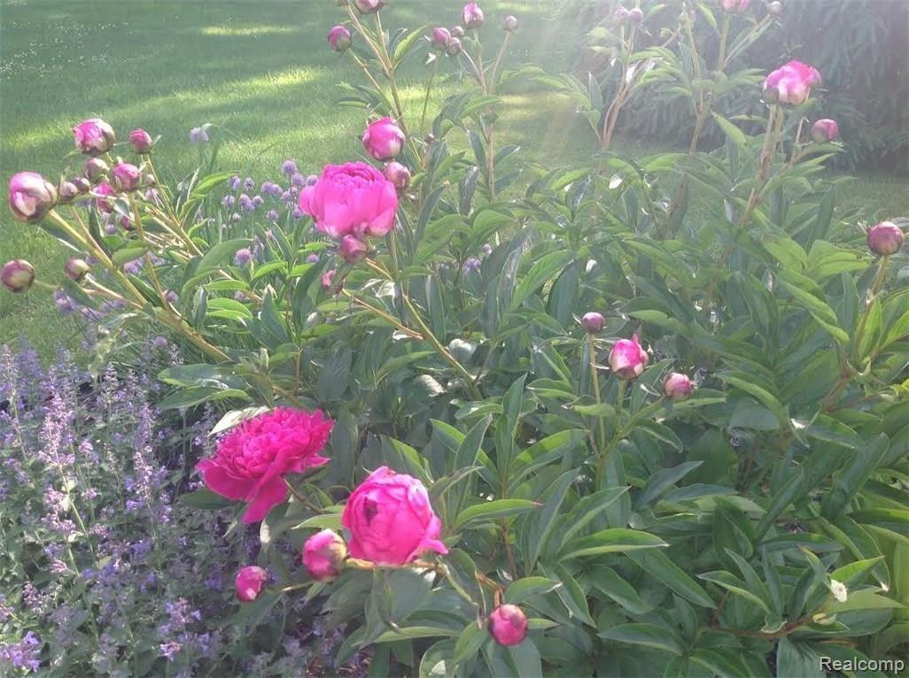 925 West Marr Road Howell, MI 48855 - Photo 29 of 35 Garden pic 2.jpg
