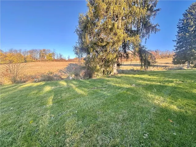 a view of a trees with a yard