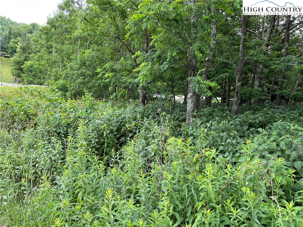 Lot 24 Junaluska/almost Heaven Road Boone, NC 28607 - Photo 3 of 5 a view of a lush green forest with lots of trees