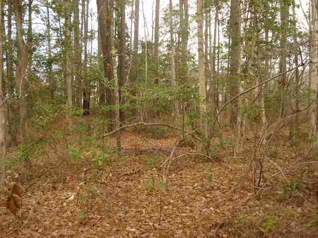 Parcel A Palmetto Pointe Boulevard Myrtle Beach, SC 29588 - Photo 5 of 6