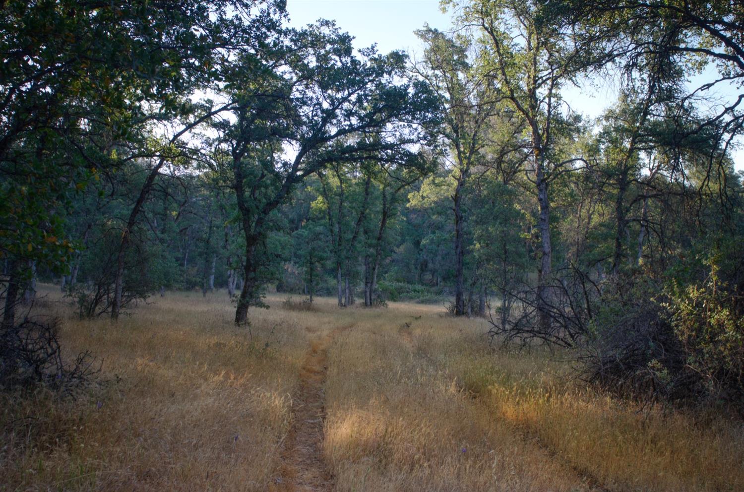 0 Bell Road Auburn, CA 95603 - Photo 3 of 18 a view of a forest with trees in the background