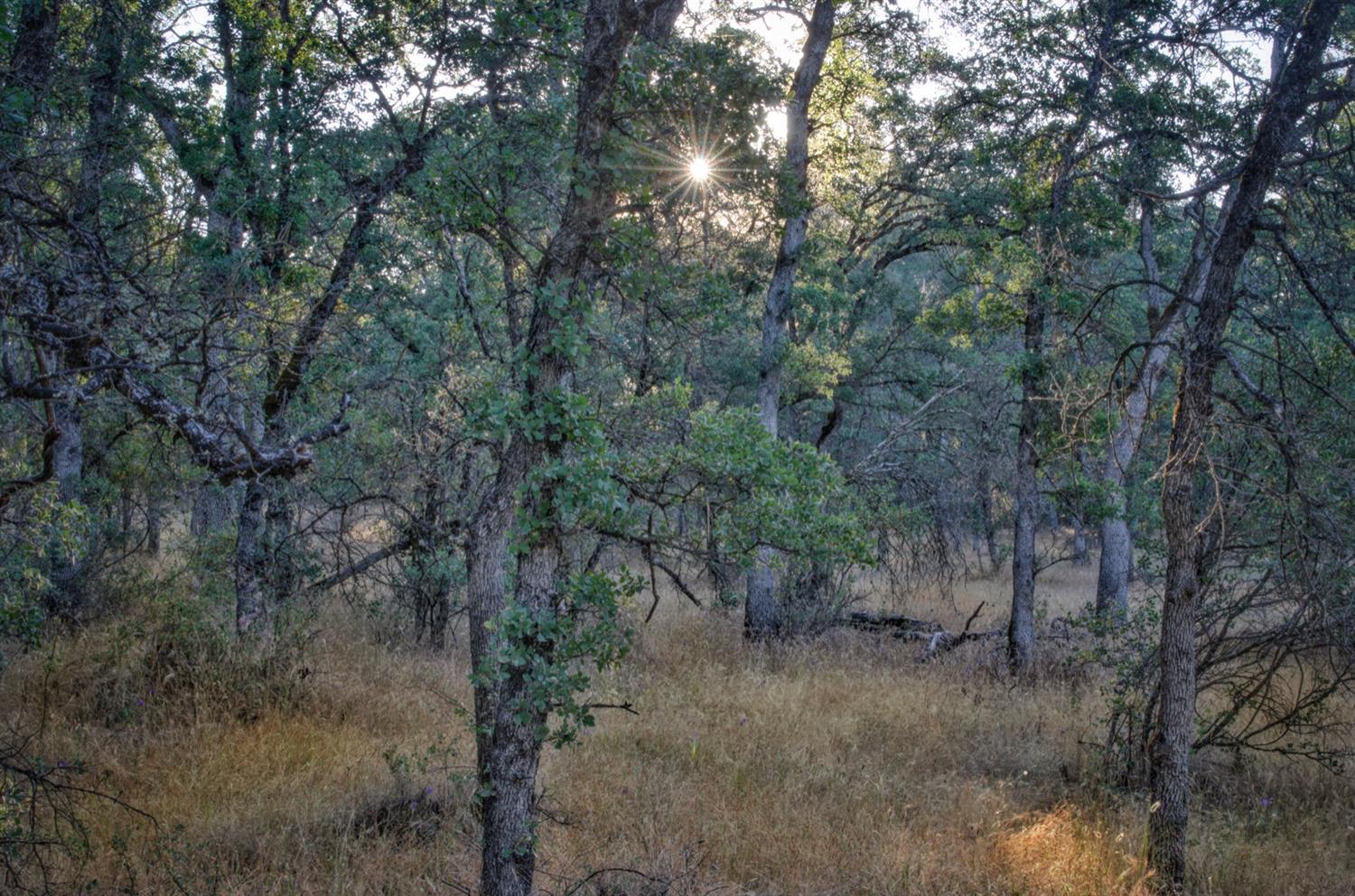 0 Bell Road Auburn, CA 95603 - Photo 5 of 18 a view of a forest with lots of trees