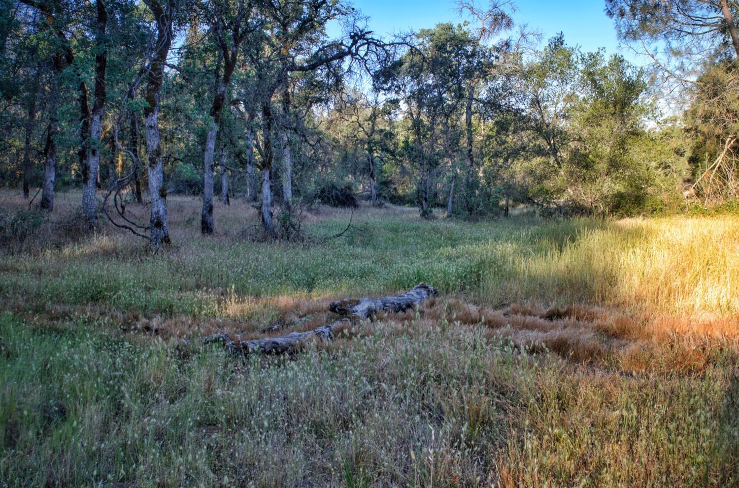 0 Bell Road Auburn, CA 95603 - Photo 6 of 18 a view of a lush green forest with lots of trees