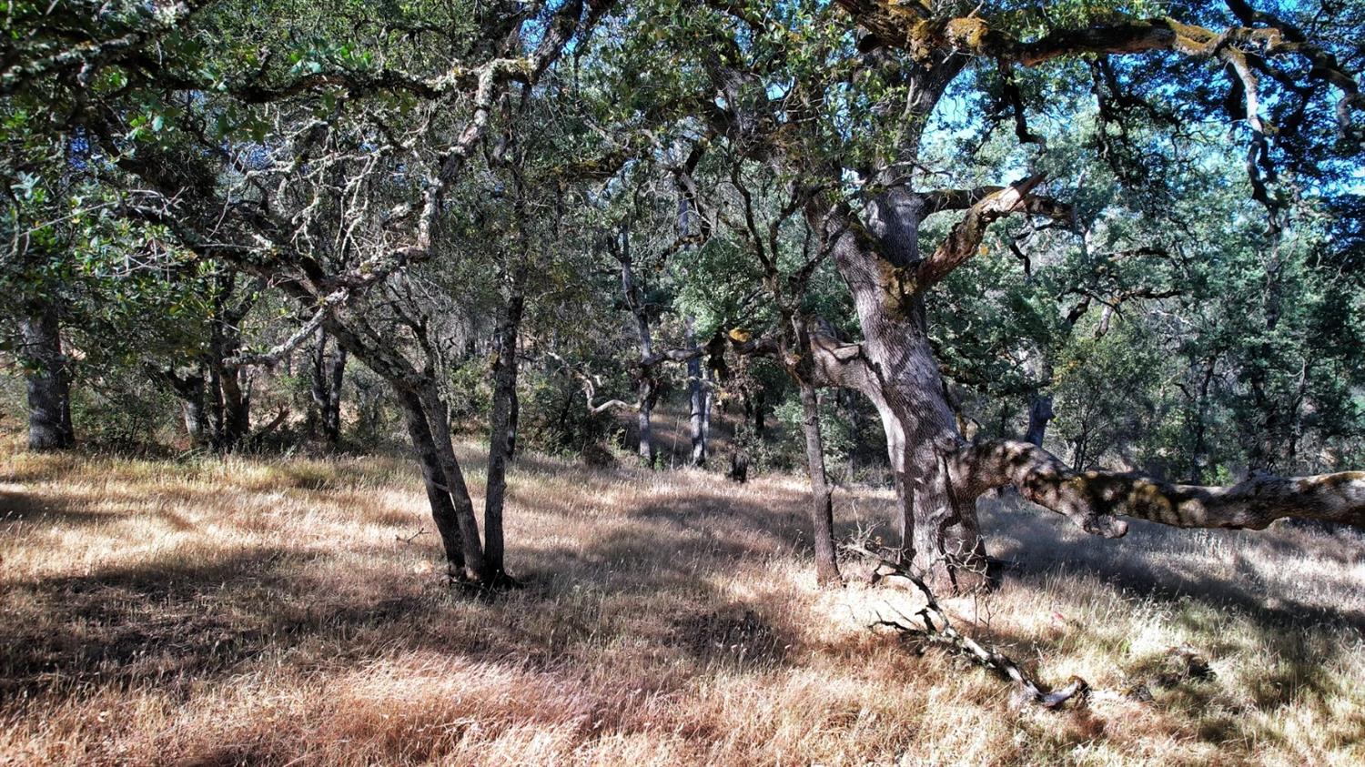 0 Bell Road Auburn, CA 95603 - Photo 7 of 18 a view of a forest with trees