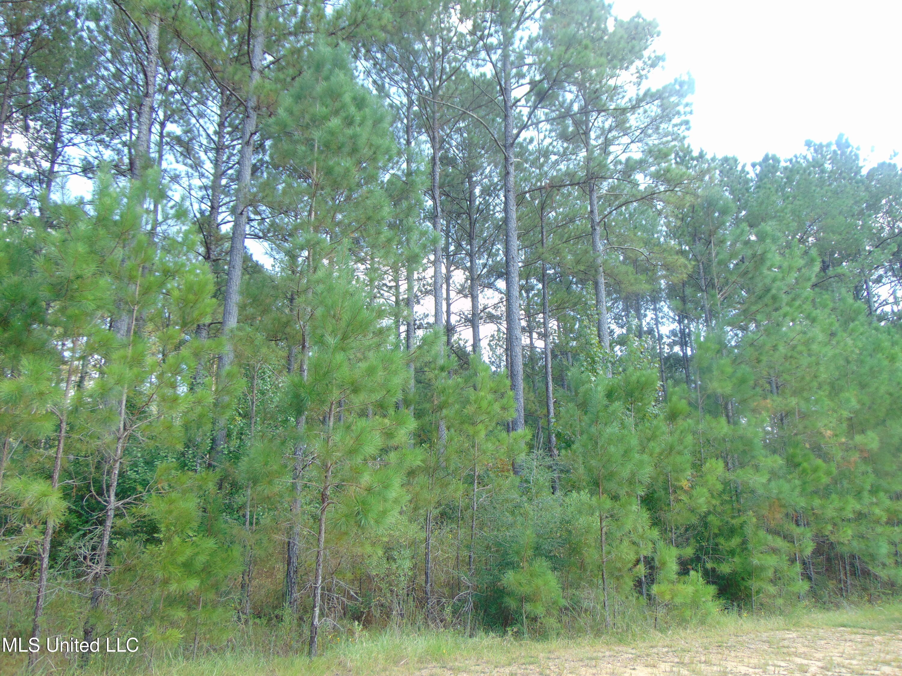 Lee Beall Circle Wesson, MS 39191 - Photo 34 of 44 DSC05341