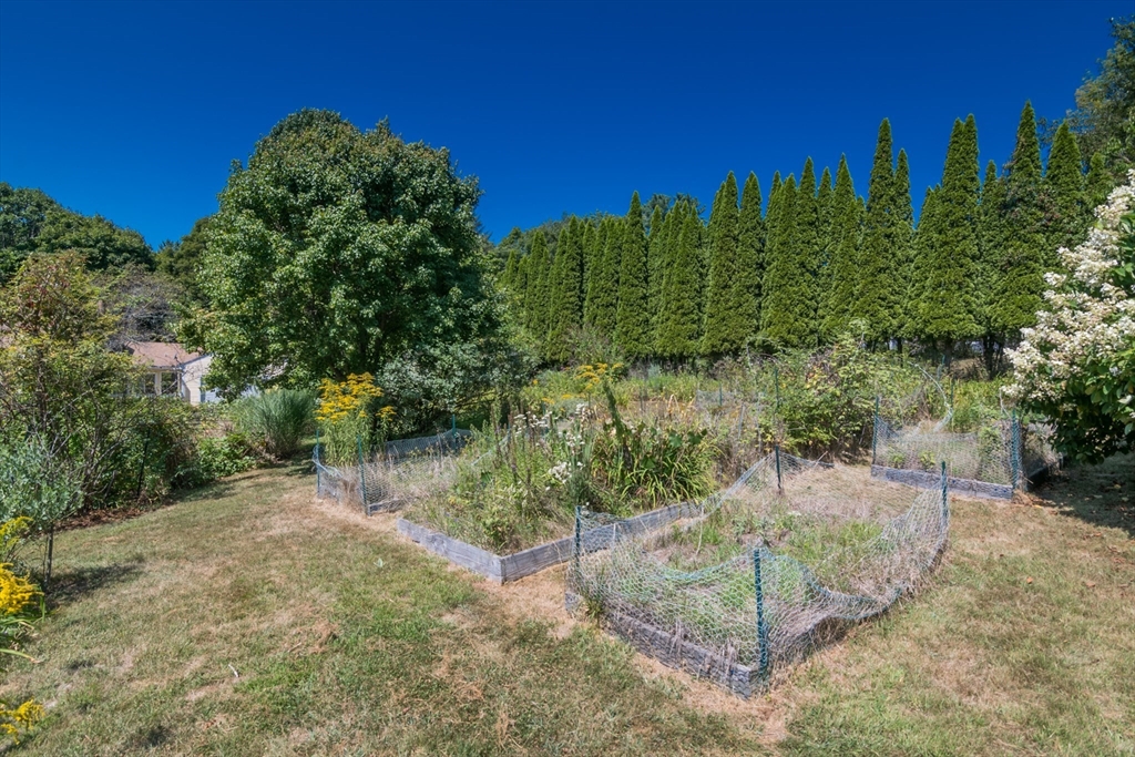 45 Cave Hill Road Leverett, MA 01054 - Photo 41 of 42 a view of a yard with plants and large trees