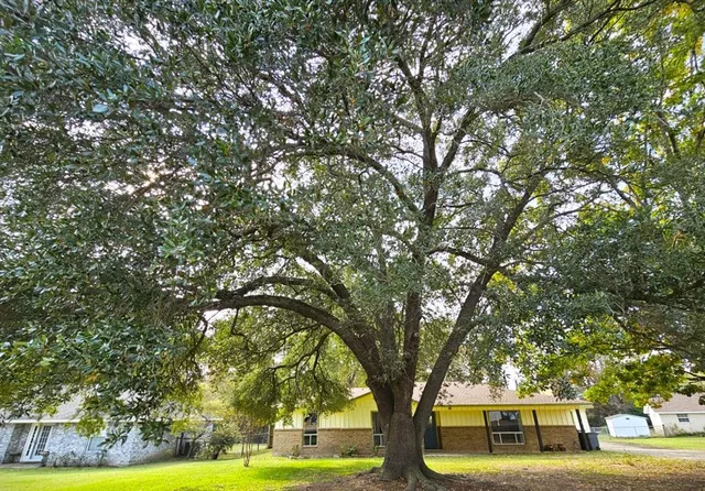 a tree in the middle of a yard