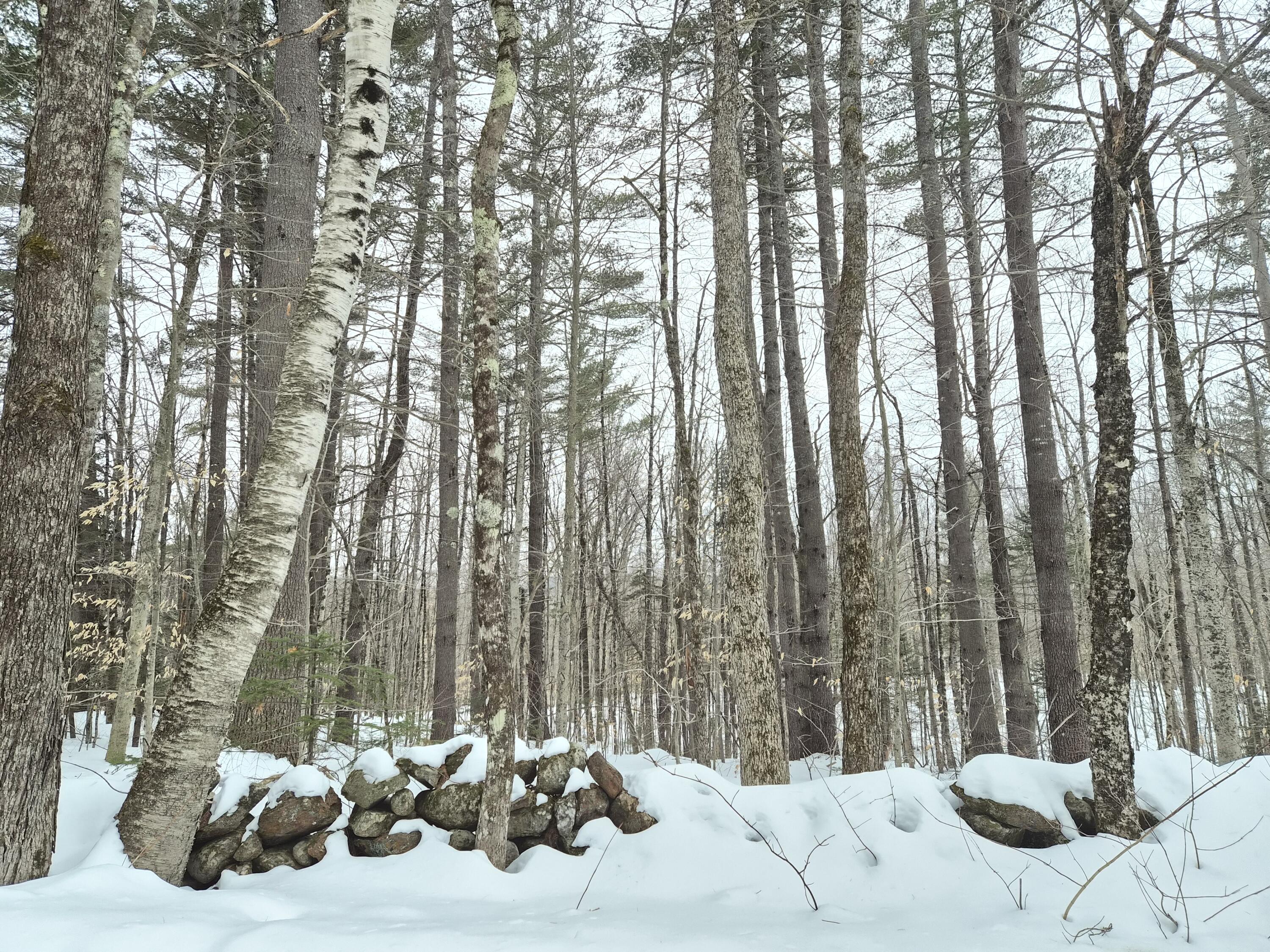 R06-l75-76 Staples Pond Road Temple, ME 04984 - Photo 1 of 6 20260217_163114