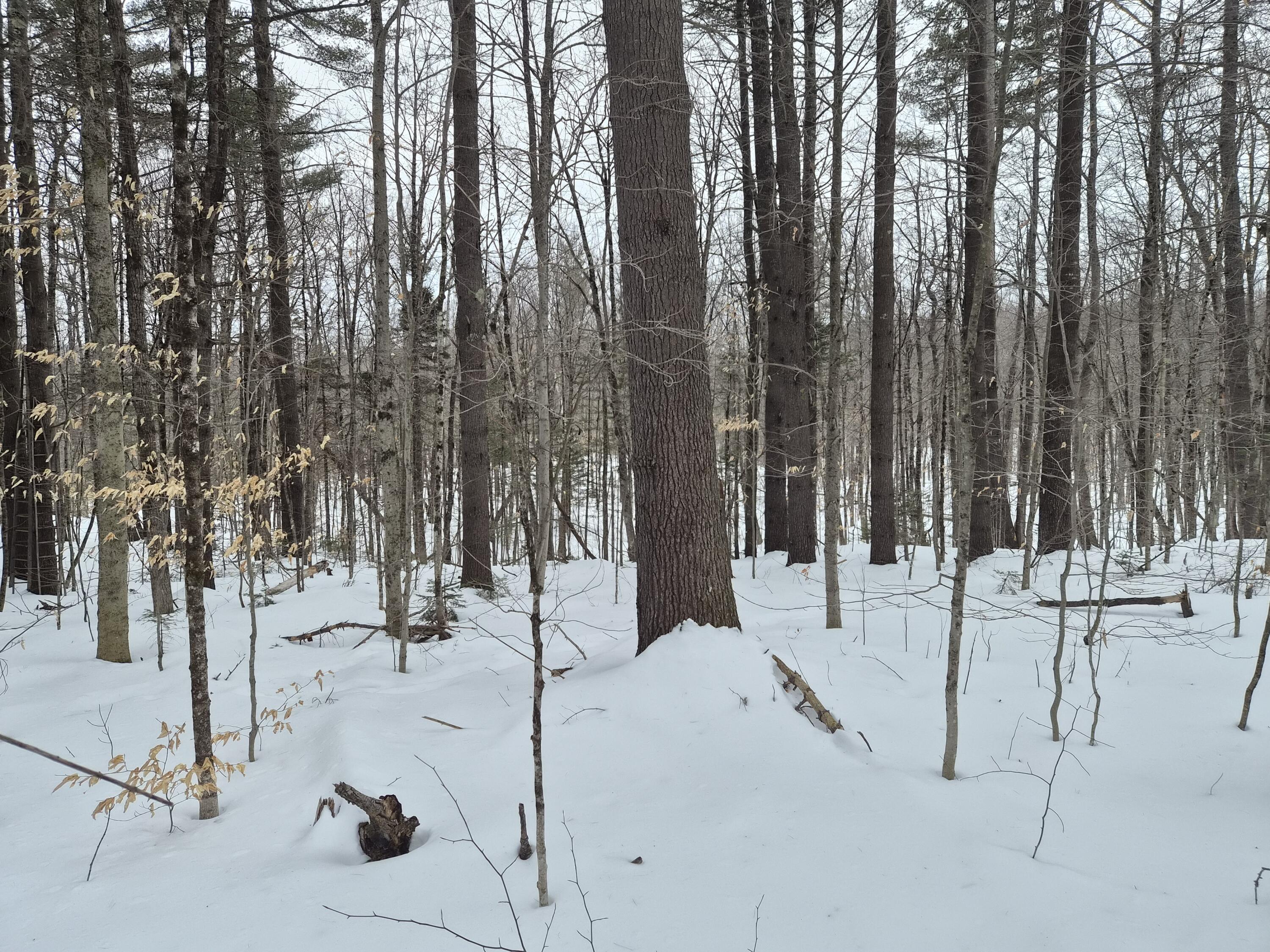 R06-l75-76 Staples Pond Road Temple, ME 04984 - Photo 2 of 6 20260217_163024
