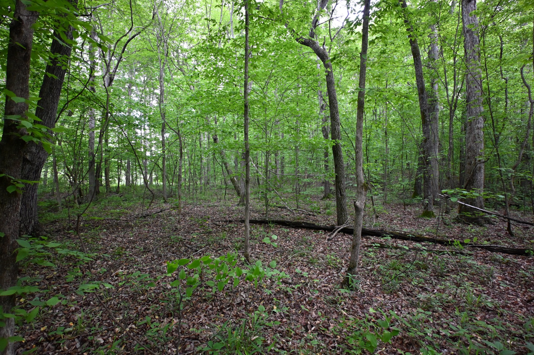 163 Fern Springs Road Hohenwald, TN 38462 - Photo 12 of 25 Gallery Image 12